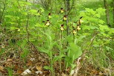 Wild wachsender Frauenschuh