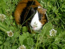 Oskar